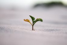 تاب آوری چیست؟ تعریف علمی، ویژگی ها و نقش آن در زندگی فردی و حرفه ای 2 تاب آوری چیست؟ تعریف علمی، ویژگی ها و نقش آن در زندگی فردی و حرفه ای