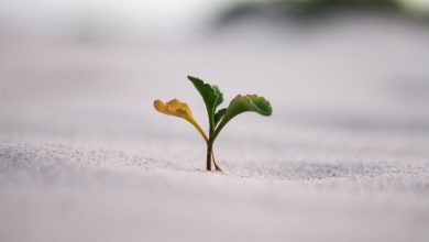 تاب آوری چیست؟ تعریف علمی، ویژگی ها و نقش آن در زندگی فردی و حرفه ای 6 تاب آوری چیست؟ تعریف علمی، ویژگی ها و نقش آن در زندگی فردی و حرفه ای
